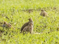 Perdix perdix 48, Patrijs, adult, Saxifraga-Theo Verstrael