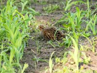 Perdix perdix 53, Patrijs, adult, Saxifraga-Theo Verstrael