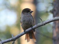 Perisoreus infaustus 3, Taigagaai, Saxifraga-Dirk Hilbers
