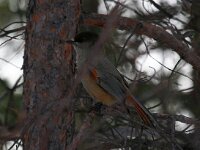 Perisoreus infaustus 5, Taigagaai, Saxifraga-Bart Vastenhouw