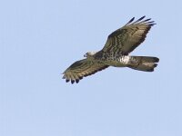 Pernis apivorus 12, Wespendief, Saxifraga-Mark Zekhuis