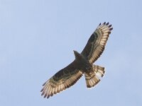 Pernis apivorus 19, Wespendief, Saxifraga-Mark Zekhuis