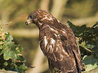 Pernis apivorus 2, Wespendief, Saxifraga-Martin Mollet