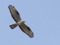 Pernis apivorus 20, Wespendief, Saxifraga-Mark Zekhuis