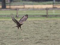 Pernis apivorus 25, Wespendief, Saxifraga-Mark Zekhuis