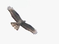 Pernis apivorus 37, Wespendief, Saxifraga-Mark Zekhuis