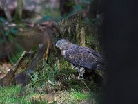 Pernis apivorus 4, Wespendief, Saxifraga-Martin Mollet