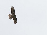 Pernis apivorus 40, Wespendief, Saxifraga-Mark Zekhuis