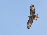 Pernis apivorus 44, Wespendief, Saxifraga-Mark Zekhuis