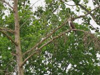 Pernis apivorus 54, Wespendief, Saxifraga-Tom Heijnen