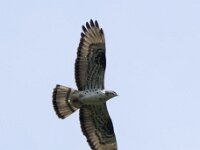 Pernis apivorus 69, Wespendief, adult, Saxifraga-Theo Verstrael