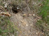 Pernis apivorus 8, Wespendief, food, Saxifraga-Mark Zekhuis