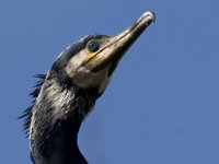 Phalacrocorax carbo 10, Aalscholver, Saxifraga-Mark Zekhuis