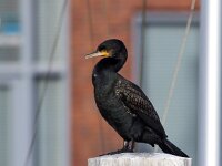 Phalacrocorax carbo 102, Aalscholver, Saxifraga-Bart Vastenhouw
