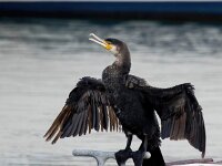 Phalacrocorax carbo 104, Aalscholver, Saxifraga-Bart Vastenhouw