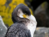 Phalacrocorax carbo 106, Aalscholver, Saxifraga-Bart Vastenhouw