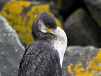 Phalacrocorax carbo 107, Aalscholver, Saxifraga-Bart Vastenhouw