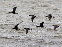 Phalacrocorax carbo 109, Aalscholver, Saxifraga-Bart Vastenhouw
