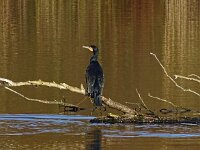 Phalacrocorax carbo 110, Aalscholver, Saxifraga-Hans Grotenhuis