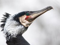 Phalacrocorax carbo 114, Aalscholver, Saxiraga-Luc Hogenstein