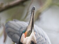 Phalacrocorax carbo 118, Aalscholver, Saxiraga-Luc Hogenstein