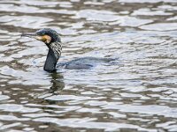 Phalacrocorax carbo 124, Aalscholver, adult, Saxifraga-Theo Verstrael
