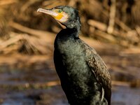Phalacrocorax carbo 125, Aalscholver, adult, Saxifraga-Theo Verstrael