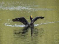 Phalacrocorax carbo 126, Aalscholver, adult, Saxifraga-Theo Verstrael