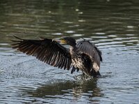 Phalacrocorax carbo 129, Aalscholver, adult, Saxifraga-Theo Verstrael