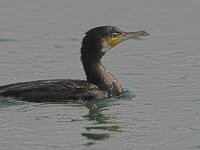 Phalacrocorax carbo 13, Aalscholver, Saxifraga-Luc Hoogenstein