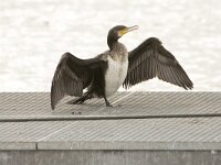 Phalacrocorax carbo 130, Aalscholver, juveniel, Saxifraga-Theo Verstrael