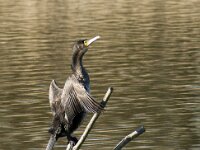 Phalacrocorax carbo 132, Aalscholver, adult, Saxifraga-Theo Verstrael