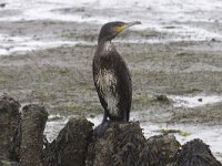 Phalacrocorax carbo 14, Aalscholver, Saxifraga-Willem Jan Hoeffnagel