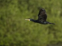 aalscholver, Greater Cormorant  Aalscholver, Greater Cormorant : Aalscholver, Greater Cormorant, May, Nederland, Vereniging Natuurmonumenten, Voorne, Voorne-Putten, Voornes Duin, Zuid-holland, adult, black, flight, flying, green, groen, in flight, lente, mei, natuurmonumenten, spring, the Netherlands, vliegend, vlucht, volwassen, voorjaar, wilg, willow, zuid-hollands landschap, zwart