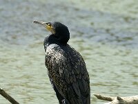 Phalacrocorax carbo 2, Aalscholver, Saxifraga-Jan van der Straaten