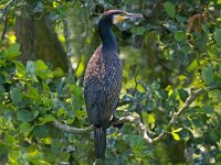 aalscholver  Aalscholver in het Naardermeer : Phalacrocorax carbo