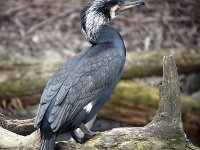 Phalacrocorax carbo 22, Aalscholver, Saxifraga-Iztok Skornik
