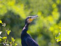 aalscholver  Aalscholver in het Naardermeer : Phalacrocorax carbo