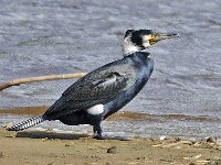Aalscholver #46606 : Phalacrocorax carbo, Great Cormorant, Aalscholver