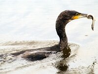 Phalacrocorax carbo 30, Aalscholver, Saxifraga-Piet Munsterman