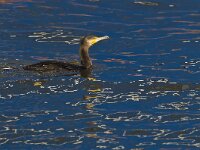 Phalacrocorax carbo 33, Aalscholver, Saxifraga-Rik Kruit