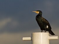 Phalacrocorax carbo 34, Aalscholver, Saxifraga-Rik Kruit