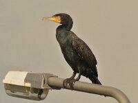 Phalacrocorax carbo 35, Aalscholver, Saxifraga-Ab H Baas