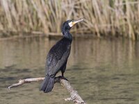 Phalacrocorax carbo 39, Aalscholver, Saxifraga-Mark Zekhuis