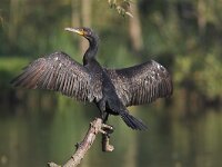 Phalacrocorax carbo 4, Aalscholver, Saxifraga-Martin Mollet
