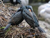 Phalacrocorax carbo 44, Aalscholver, Saxifraga-Bart Vastenhouw