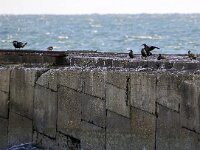 Phalacrocorax carbo 45, Aalscholver, Saxifraga-Bart Vastenhouw