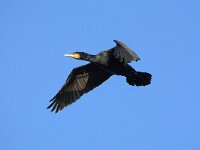 Phalacrocorax carbo 47, Aalscholver, Saxifraga-Theo Verstrael