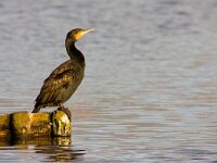 Phalacrocorax carbo 5, Aalscholver, Saxifraga-Jan Nijendijk