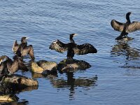 Phalacrocorax carbo 50, Aalscholver, Saxifraga-Peter  Meininger